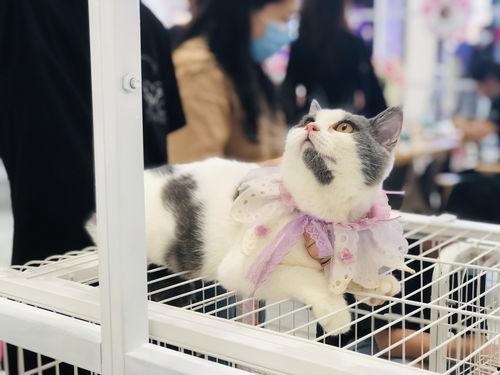 娱乐吃瓜酱宠物收养