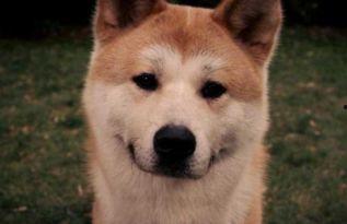 日本网红秋田犬花花,萌动万千网友的治愈系宠星